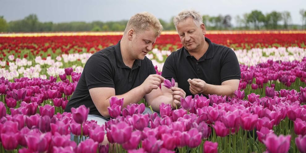 Mitten im Blütenmeer: Jonas (l.) und Stefan Schulz (r.) aus Bussau setzen auf die Vermehrung von Tulpenzwiebeln.