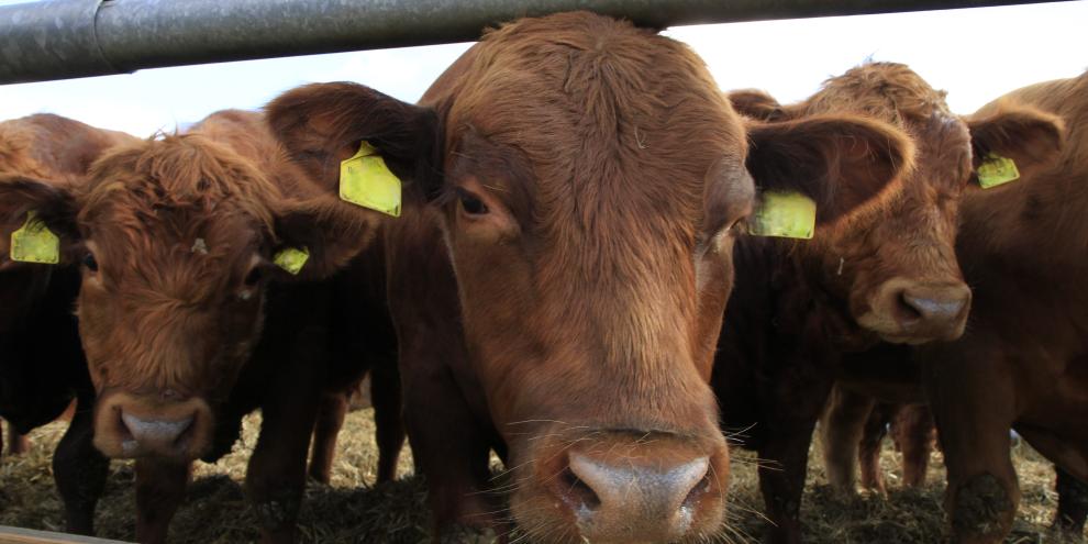Der Vereinigungspreis für Jungbullen ist auf 6,20 Euro/kg SG gestiegen.