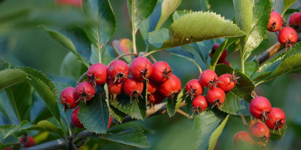 Mehlbeeren sind ein Gewinn für den Naturgarten.