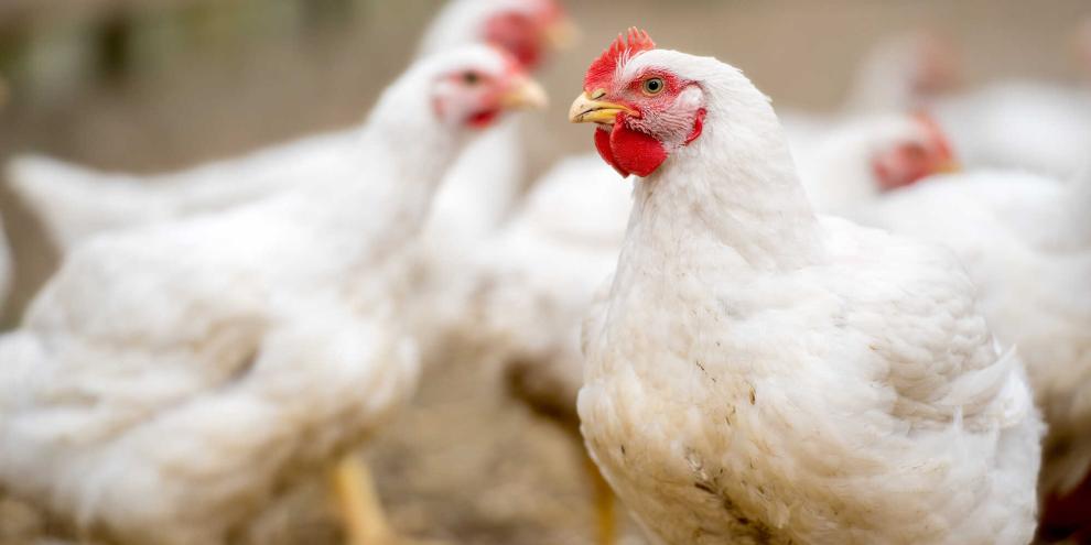 Ein Landwirt aus dem Emsland wollte für seine Masthähnchen einen Wintergarten am Stall anbauen. Er bekam keine Genehmigung und klagte dagegen. Damit ist er gescheitert.