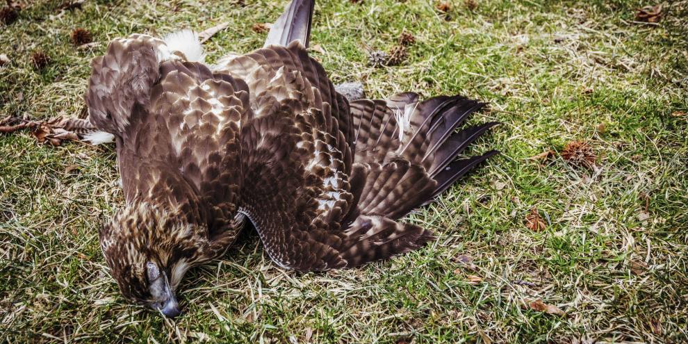 Immer wieder gibt es in Bayern Fälle von vergifteten Greifvögeln. Dabei gehen die Täter mit perfiden Methoden vor (Symbolbild).