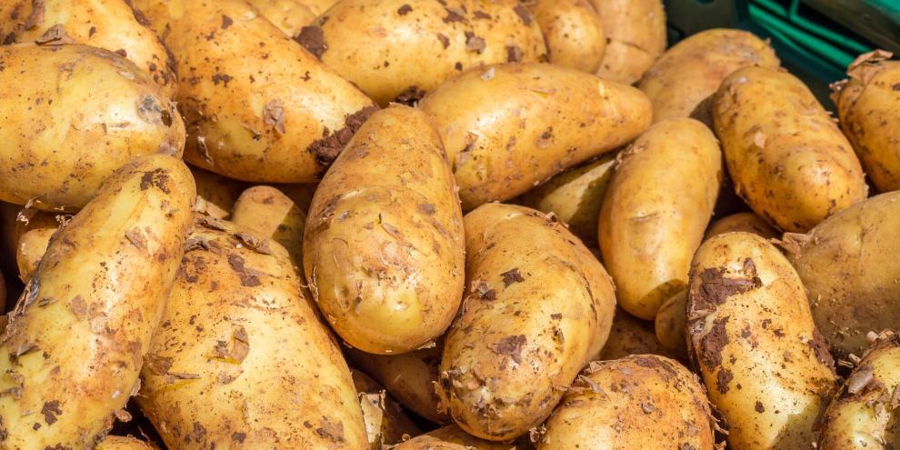 Frühkartoffeln-AdobeStock_158222648