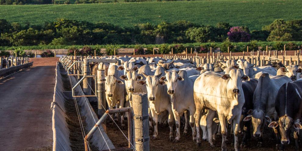 Der Grund für den Importstopp für Rindfleisch aus Brasilien hat veterinärrechtliche Gründe.