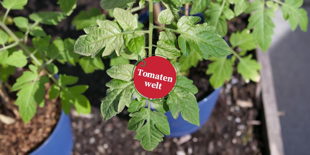 Tomatenwelt Header 12