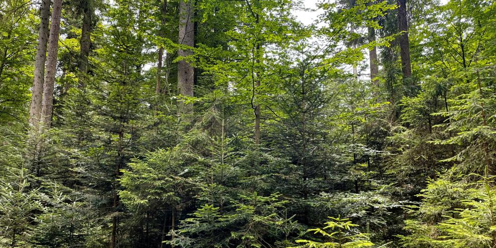 Ein solcher Mischwald bringt in optimaler Weise Klimaschutz und die Förderung der Biodiversität unter einen Hut