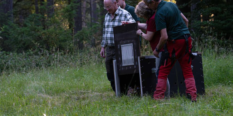 Unter Aufsicht von Fachleuten wurde Kuder „Koda“ kürzlich im Pfälzerwald ausgewildert.