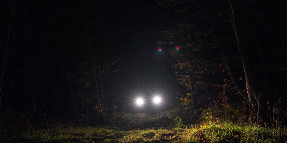 In Frankreich sollen sechs Männer Wildtiere auch bewusst mit Autos getötet haben.
