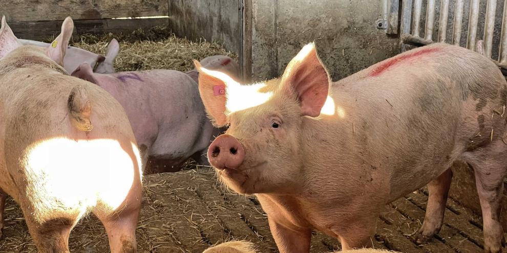 Schweine-Schweiz