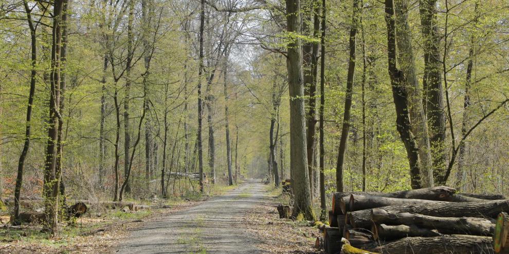 Allein in Thüringen gelten für bis zu 40.000 ha privater Waldfläche ungeklärte Eigentumsverhältnisse. Oft sind betroffene Waldparzellen kaum größer als 1 Hektar.