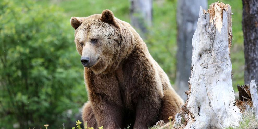 In den Alpen sorgt ein Braunbär derzeit für Aufsehen. (Symbolbild)