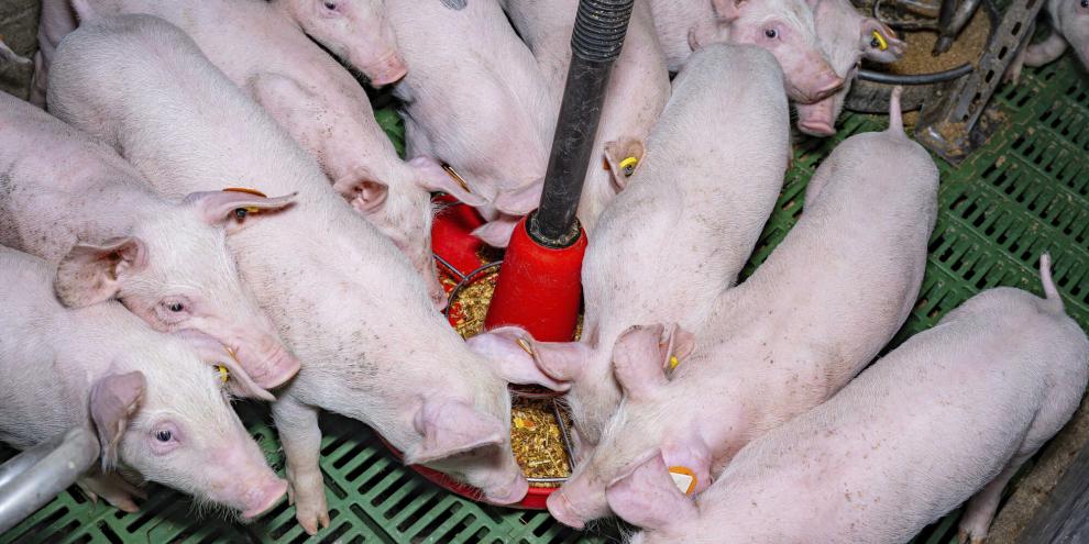 Gestiegene Energie- und  Transportkosten sowie Versorgungsengpässe sorgten in den vergangenen Monaten bei verschiedenen Futtermittelspezialprodukten für steigende Preise.