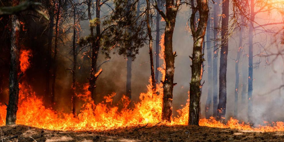 Ein Jäger aus dem Landkreis Freising verhinderte am vergangenen Wochenende einen Waldbrand bei Au in der Hallertau (Symbolbild).