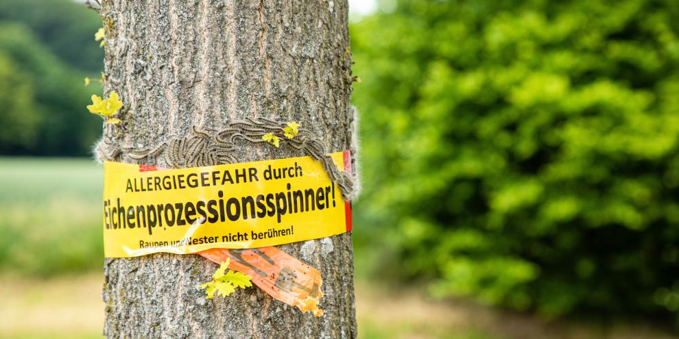 Eichenprozessionsspinner sorgen in Deutschland mancherorts für Warnungen und Sperrungen.
