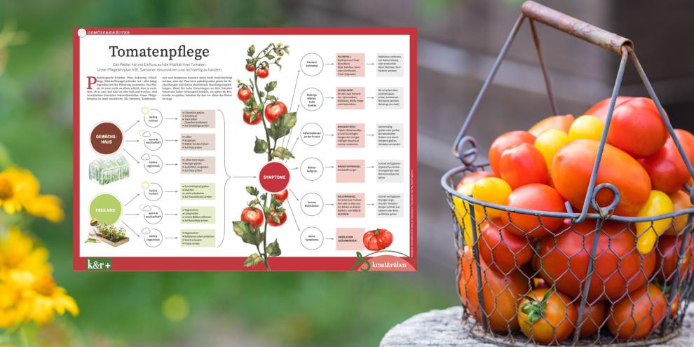 Übersicht Tomatenpflege zum Downloaden und Ausdrucken