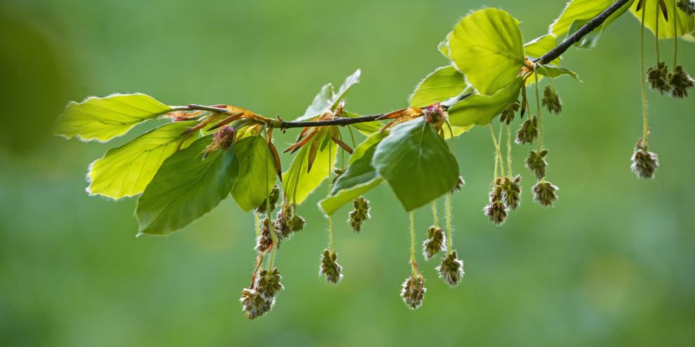 Die Buchenblüte verläuft 2026 vielversprechend.