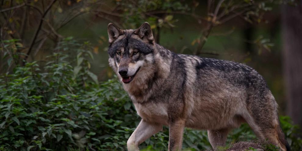 In Mecklenburg-Vorpommern wurde nun die Zuständigkeit bei der Erstellung von Managementplänen für die Bejagung von Wölfen geändert.