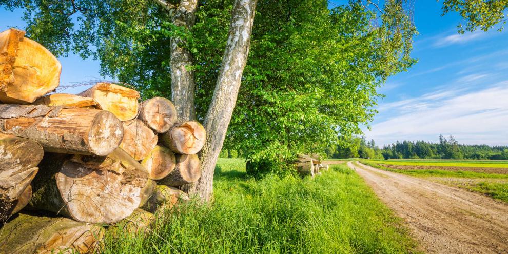 Bäume-gefällt-Wiese-AdobeStock_156910566