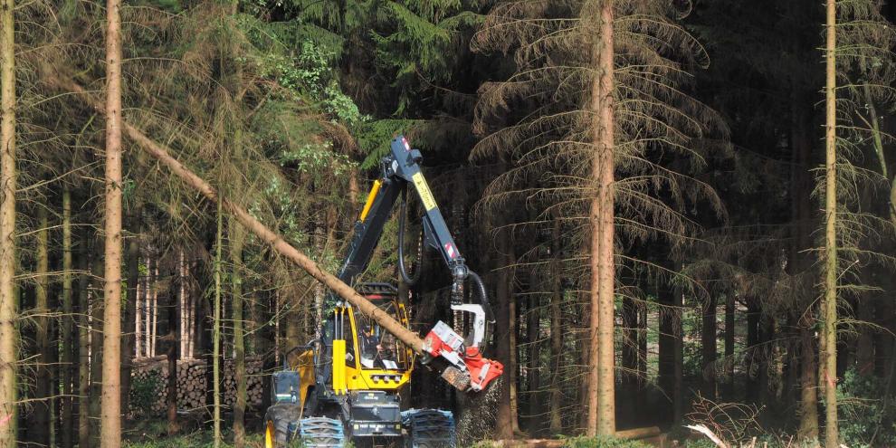 Die zwangsweise Holzernte aufgrund von Borkenkäferbefall war erfreulicherweise im vergangenen Jahr weiter rückläufig.