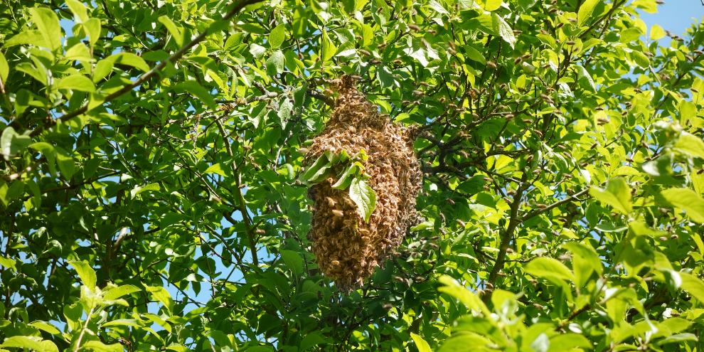 Der Schwarmprozess als natürliche Brutpause: Diese hilft den Bienen auch im Kampf gegen die Varroamilben.