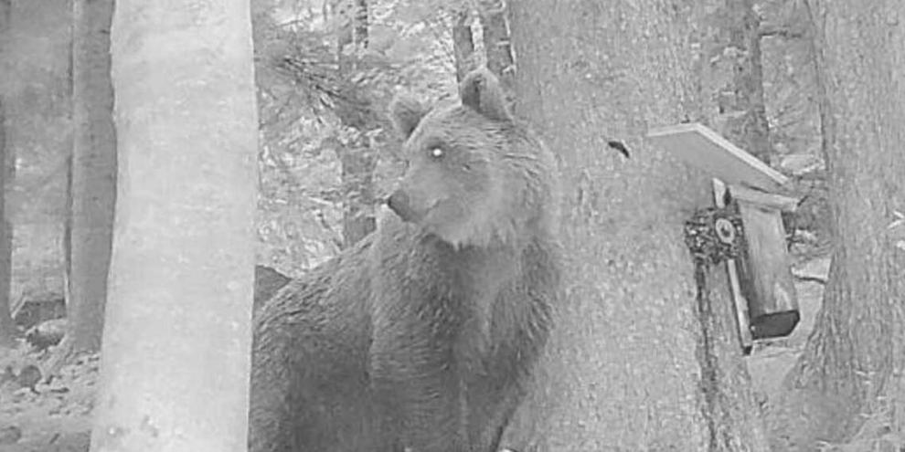 In Vorarlberg wurde ein Bär gesichtet.