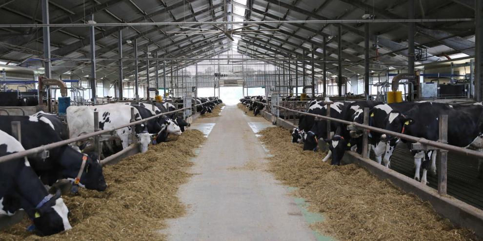 Der Milchviehstall in Dummerstorf: Die Milchviehherde zählt zu den leistungsstärksten Mecklenburg-Vorpommerns