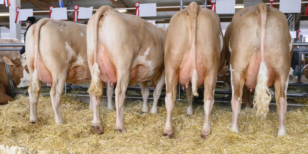 Fleckviehkühe auf einer Tierschau
