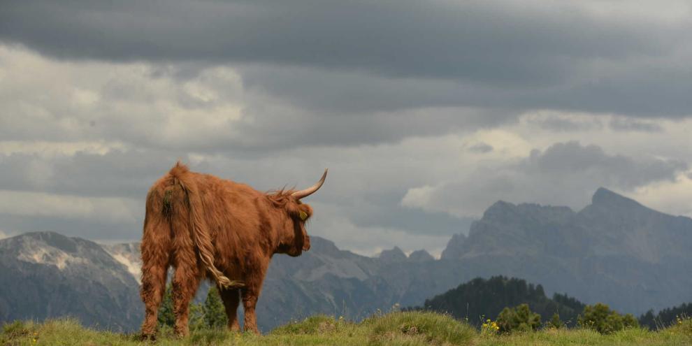 SYMBOLBILD: Eine Herde von Hochlandrindern ist in Tirol in die Tiefe gestürzt. Auf der Weide der Tiere sei plötzlich Panik ausgebrochen.