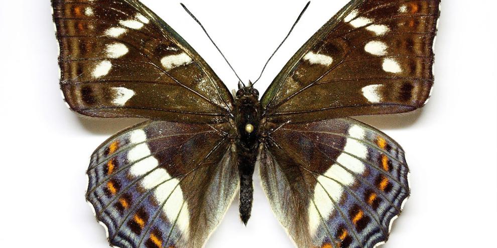 Abb. 2: Der Große Eisvogel Limenitis populi