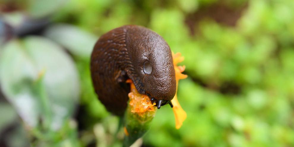 Kein Schaden ohne Nutzen: Was die Schnecke an der Tagetes frisst, lässt sie oft an anderer Stelle stehen – vorausgesetzt, der Gärtner handelt rechtzeitig.