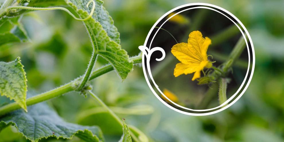 Keine Mini-Gurke hinter der Blüte? Dann handelt es sich meist um eine männliche Blüte.