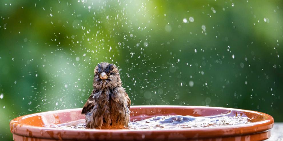 Wenn Vögel sich sicher fühlen, dann nehmen sie gerne ein Bad im kühlen Nass.
