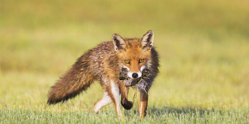 Fuchsfaehe-Beute