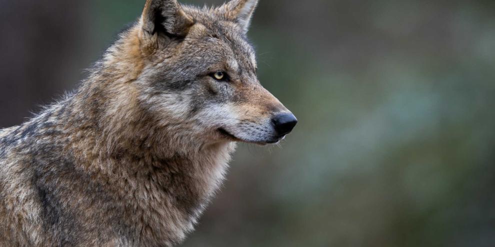 In Österreich wurde ein Wolf mit einem Senderhalsband eines italienischen Forschungsprojekts geschossen.