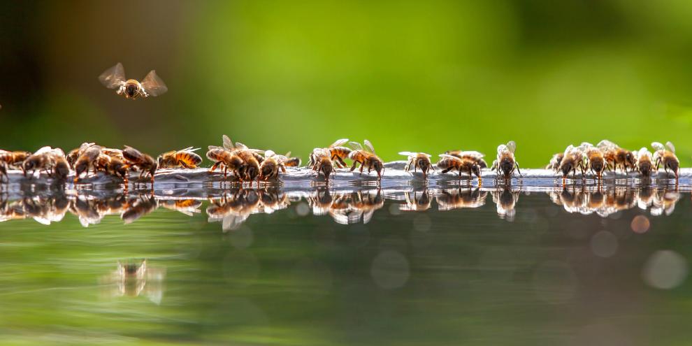 Honigbienen müssen an heißen Tagen besonders viel Wasser sammeln.