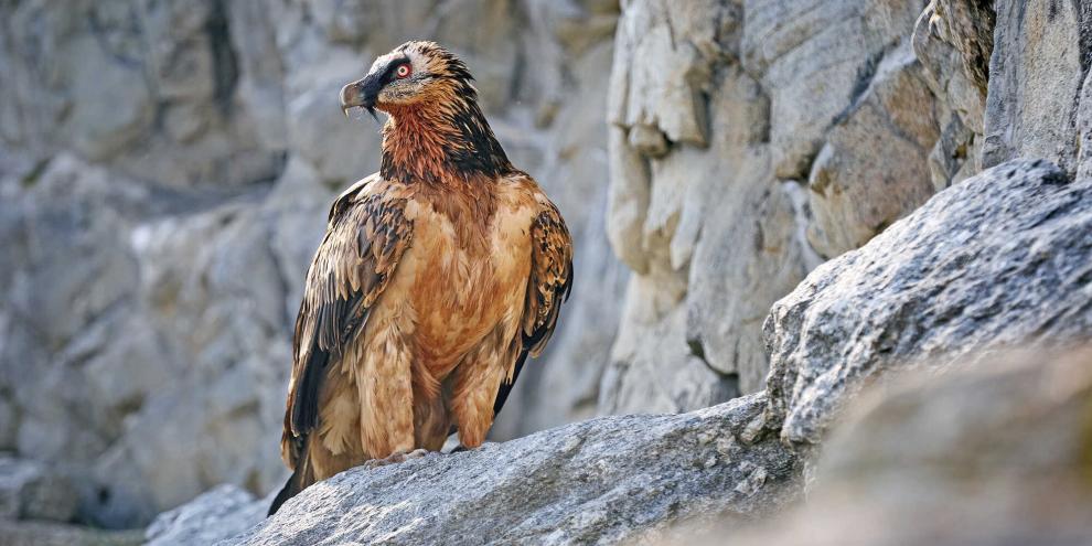 Auch in diesem Jahr sollen in den Alpen wieder Bartgeier ausgewildert werden.