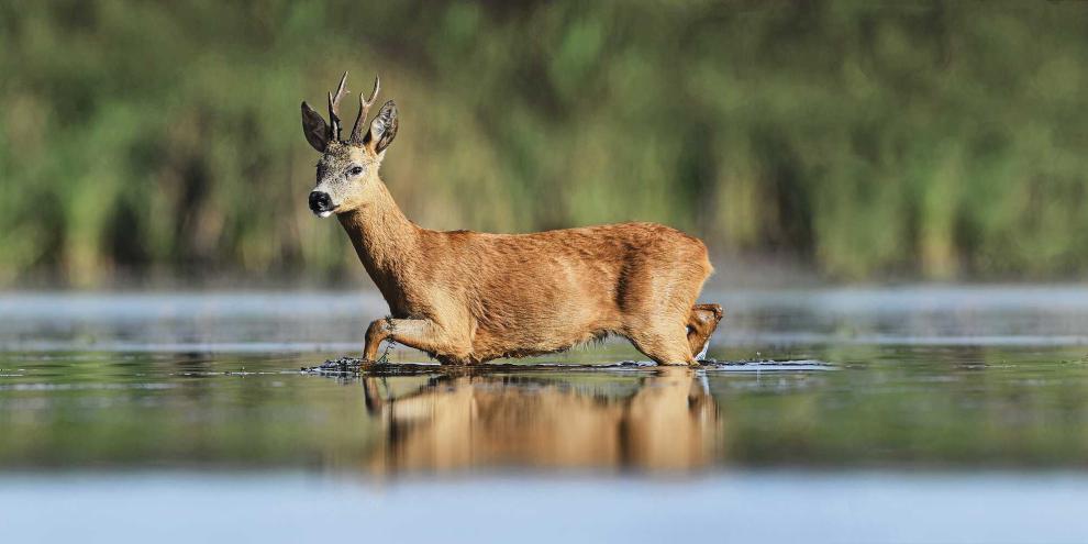 Reh-Bock-Wasser