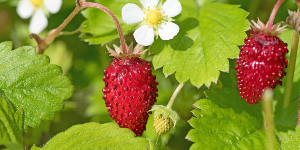 Anhand der weißen Blüte lassen sich Wald-Erdbeeren gut von Scheinerdbeeren unterscheiden.