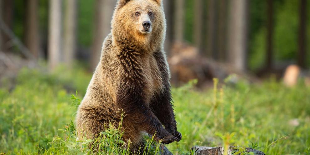 In Griechenland kommt es immer wieder zu Konflikten zwischen Mensch und Braunbär.