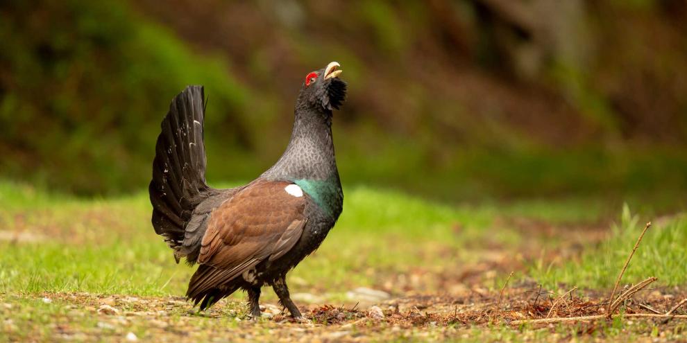 Trotz vieler Bemühungen ist der Bestand vom Auerwild in Thüringen in den vergangenen Jahres wieder gesunken.