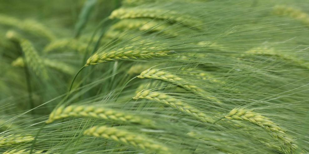 Sommergerste-AdobeStock_790766217