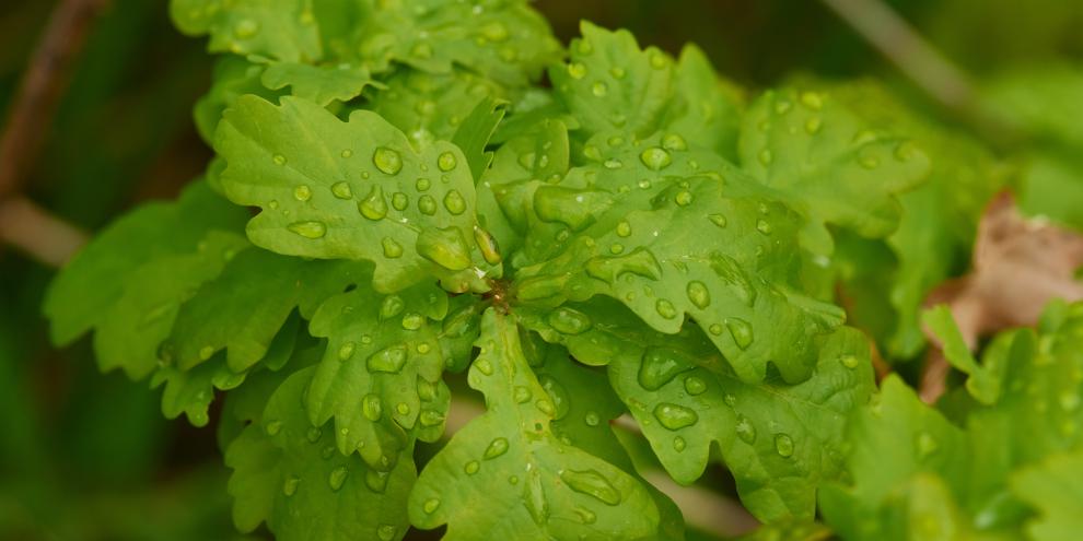 Eichen können Starkregen vermehrt dem Grundwasser zuführen.