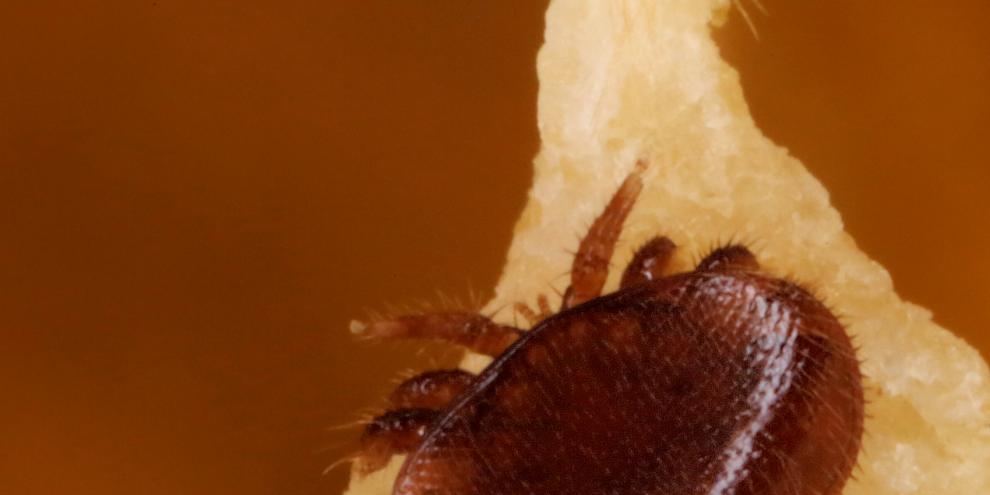 Eine Varroa sitzt auf einer Wabe. 