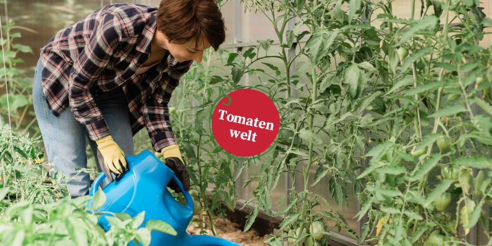 Tomatenwelt Header Folge 14