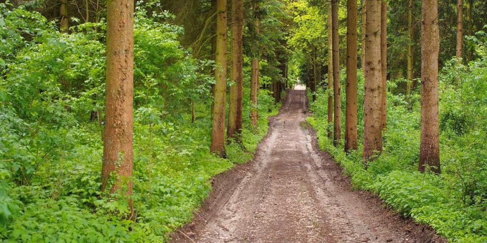Waldweg-AdobeStock_156162302