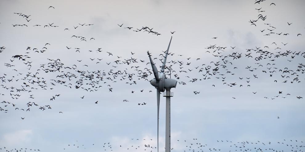 Mithilfe von Wetterradar-Daten lassen sich Winräder ab einer gewissen Vogeldichte gezielt abschalten.