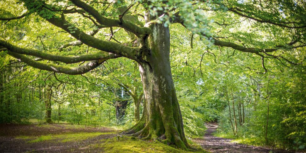Alte Buchen brauchen im Klimawandel besondere Pflege – und Gesellschaft von anderen Baumarten.