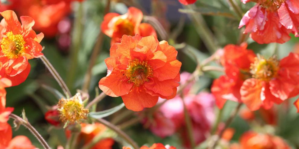 Die Chilenische Nelkenwurz ‚Tempest Scarlet‘ ist ein scharlachroter Bodendecker mit einer Höhe von 30-40 cm.