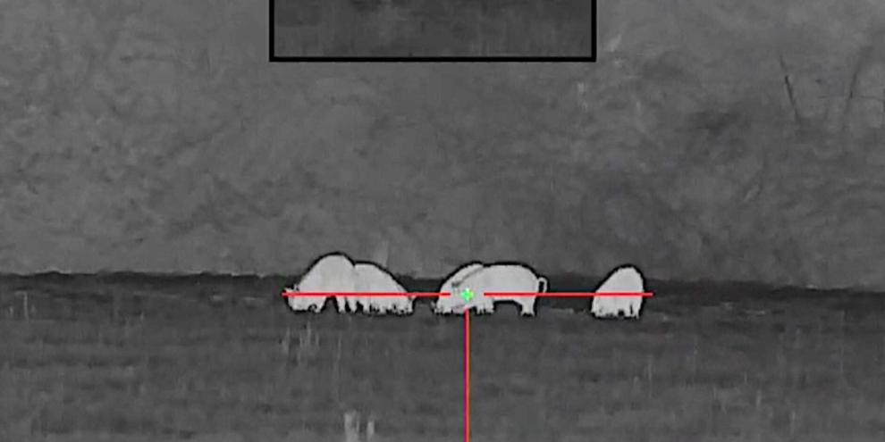 Blick mit der Nachtzieltechnik auf Wildschweine in Georgia in den USA.