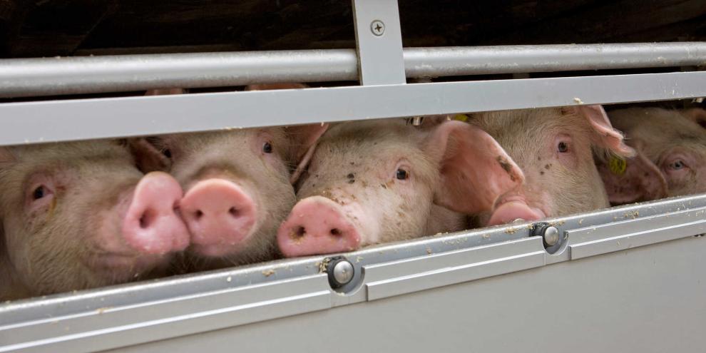 Schweine-Transport-AdobeStock_126138790