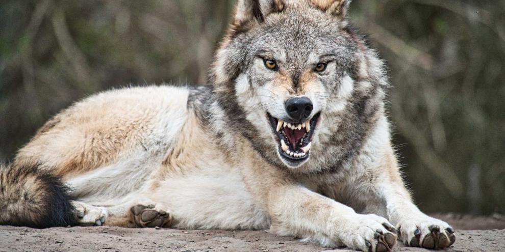 Hessen hat einen Entwurf für ein effektives Wolfsmanagement vorgelegt. Gegenwind dürfte es auf alle Fälle von manchen Stellen geben.